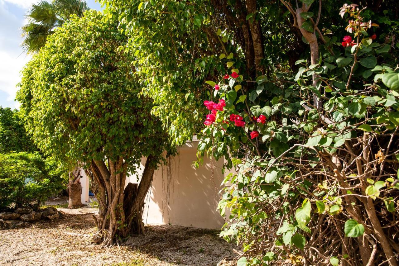 Hamlet Oasis Resort Playa Eksteriør bilde